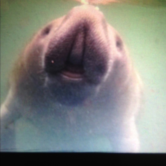 Meet your Posher, Shemia - Picture 3 of 4